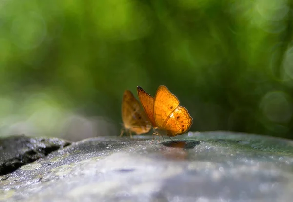 Tayland Ormanlarında Güzel Bir Kelebek — Stok fotoğraf