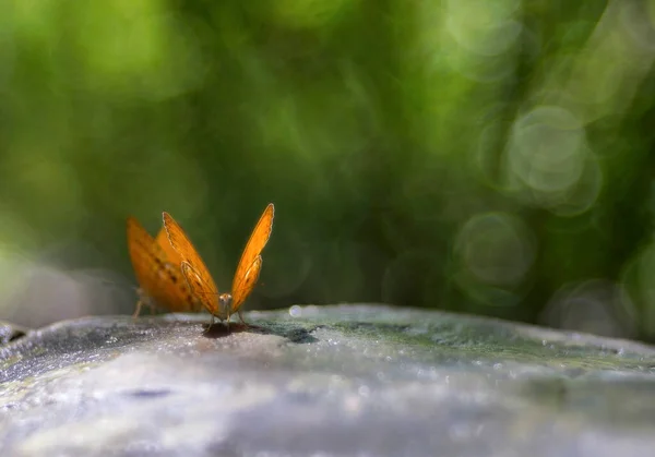 Piękny Motyl Lasach Tajlandii — Zdjęcie stockowe