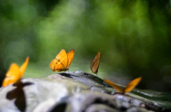 Una Hermosa Mariposa Los Bosques Tailandia — Foto de Stock