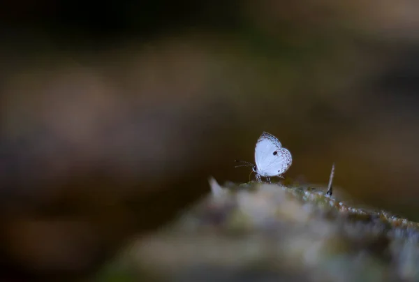 Una Hermosa Mariposa Los Bosques Tailandia — Foto de Stock