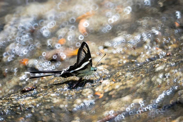 Ein Schöner Schmetterling Den Wäldern Thailands — Stockfoto