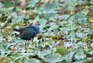 Kuş (Mor Bataklık), Tayland