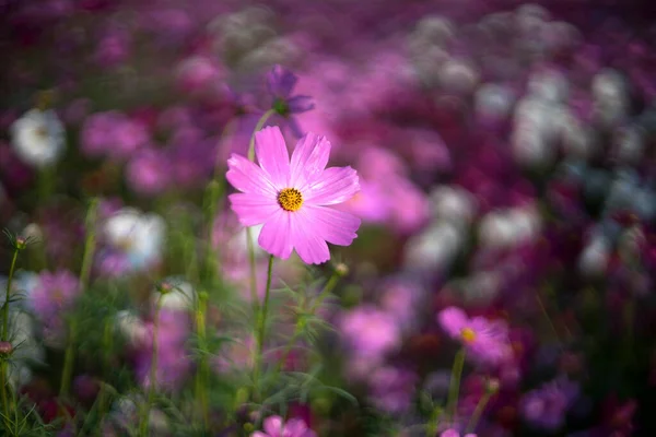 Vackra Cosmos Blommor Blommar Morgonen — Stockfoto