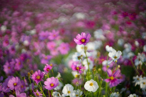 Lindas Flores Cosmos Florescendo Pela Manhã — Fotografia de Stock