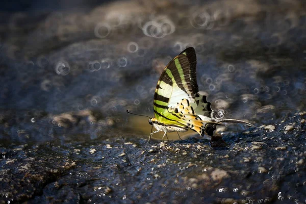 Schöner Schmetterling Den Wäldern Thailands — Stockfoto