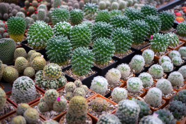 Bahçede güzel bir kaktüs.