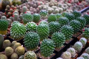 Bahçede güzel bir kaktüs.