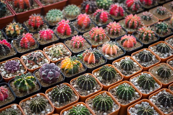 Hermoso Primer Plano Cactus Jardín — Foto de Stock