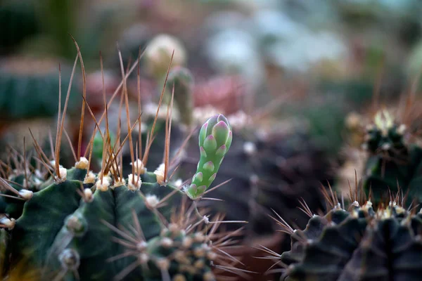 Beau Cactus Gros Plan Dans Jardin — Photo