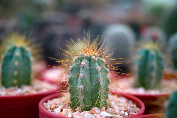 Beatiful Cactus Primo Piano Giardino — Foto Stock