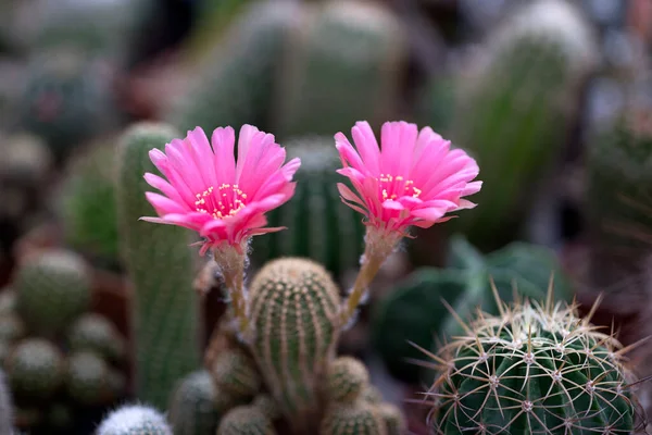 Prachtige Close Cactus Tuin Rechtenvrije Stockafbeeldingen