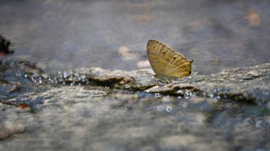 Tayland ormanlarında güzel bir kelebek