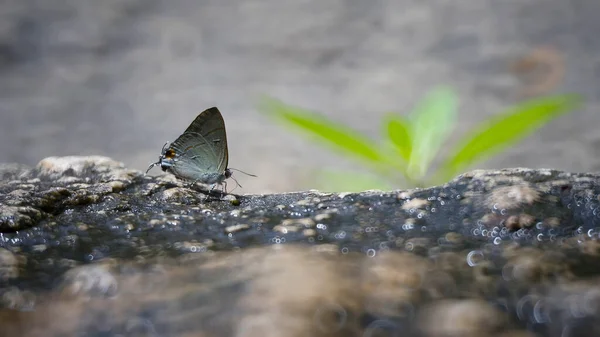 Bela Borboleta Nas Florestas Tailândia — Fotografia de Stock