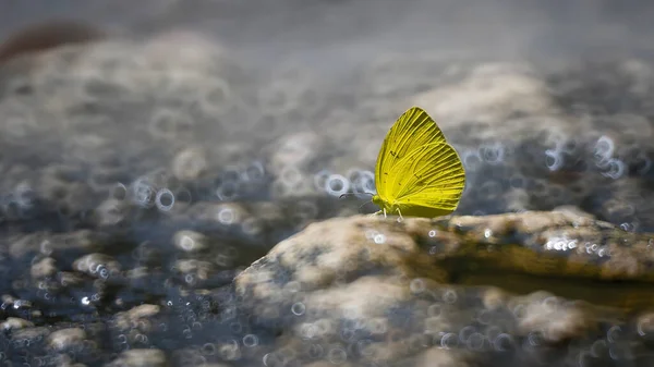 Piękny Motyl Lasach Tajlandii — Zdjęcie stockowe