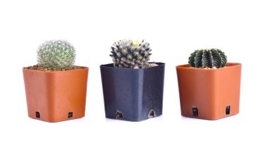 Kaktüs beyaz arkaplanda izole