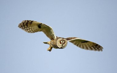 Yorkshire İngiltere 'sindeki fundalıklarda av için uzun kulaklı baykuş.