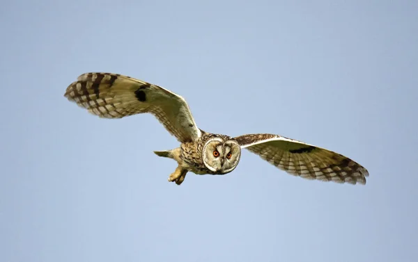 Yorkshire İngiltere 'sindeki fundalıklarda av için uzun kulaklı baykuş.