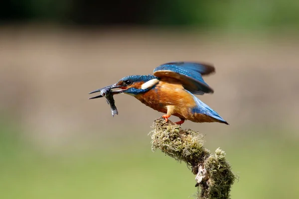 Homem Kingfisher Com Peixes Ramo Musgoso Junto Rio — Fotografia de Stock