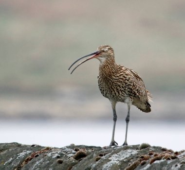 Yorkshire İngiltere 'sindeki fundalıklarda kuru bir taş duvarda kıvrımlar.