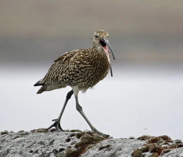 Yorkshire İngiltere 'sindeki fundalıklarda kuru bir taş duvarda kıvrımlar.