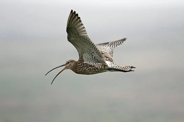 Appeler Courlis Volant Dessus Des Landes Dans Yorkshire Royaume Uni — Photo