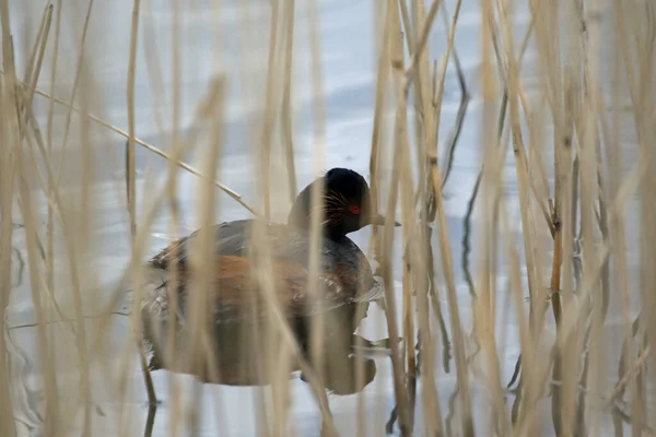 Black necked grebe on a lake in West Yorkshire England