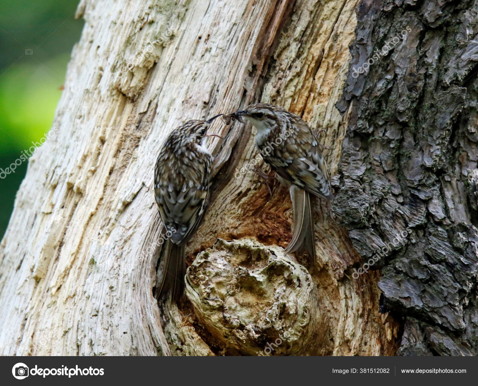 Treecreeper Its Nest Feeding — Stock Photo © wildlifepirate 381512082