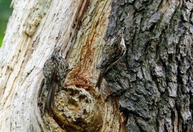 Ağaç Bekçisi yuvasında besleniyor 