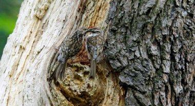 Ağaç Bekçisi yuvasında besleniyor 