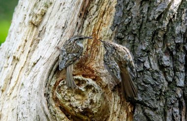 Ağaç Bekçisi yuvasında besleniyor 