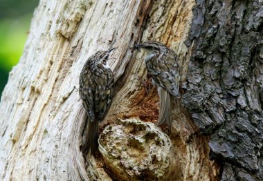 Ağaç Bekçisi yuvasında besleniyor 