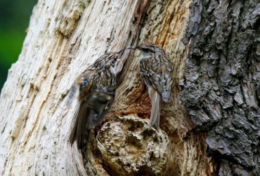 Ağaç Bekçisi yuvasında besleniyor 