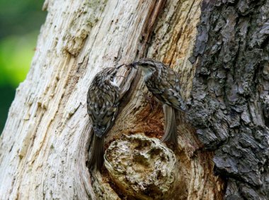 Ağaç Bekçisi yuvasında besleniyor 