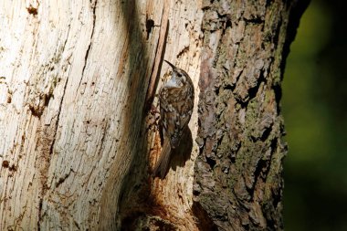 Ağaç Bekçisi yuvasında besleniyor 