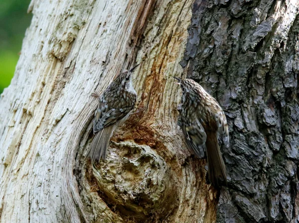 Treecreeper Its Nest Feeding — Stock Photo, Image