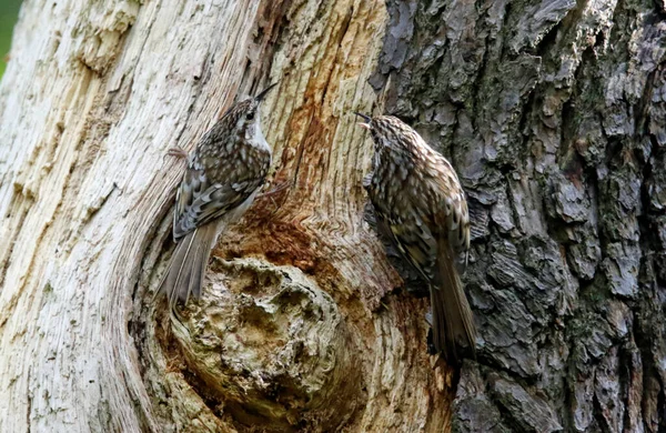 Treecreeper Its Nest Feeding — Stock Photo, Image