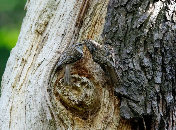 Treecreeper Its Nest Feeding — Stock Photo, Image
