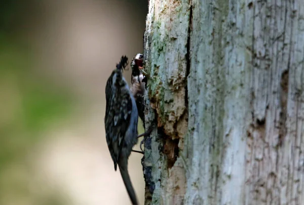 筑巢时的啄木鸟 — 图库照片