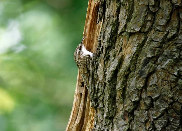 巣の餌やりで木の世話をする — ストック写真