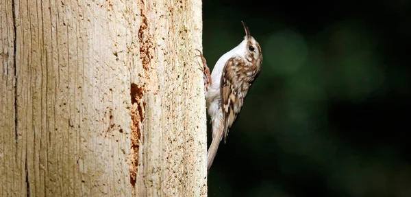Baumschneider Seiner Nestfütterung — Stockfoto