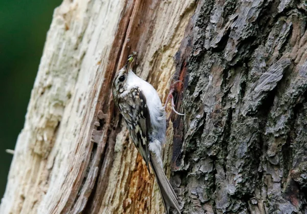 Ağaç Bekçisi yuvasında besleniyor 