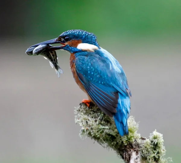 Manligt Vanligt Kungsfiske Från Mossig Abborre — Stockfoto