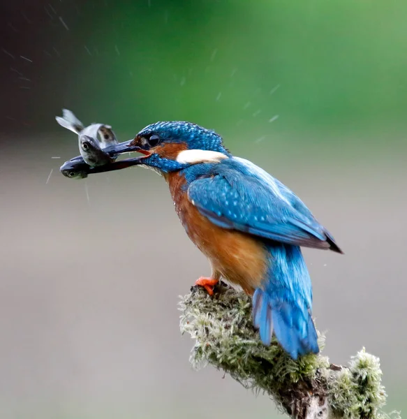 성가신 횃대에서 낚시를 일반적 물총새 — 스톡 사진