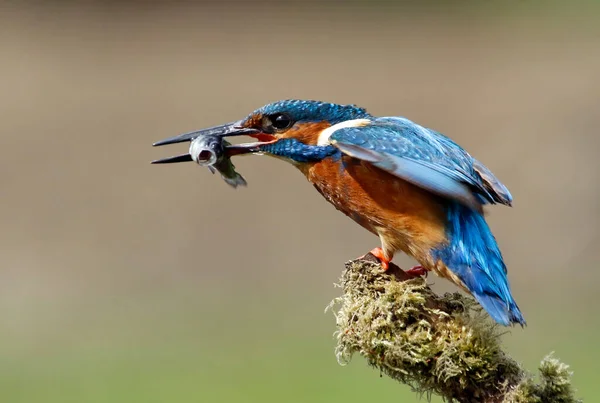 Férfi Közönséges Kingfisher Halászat Egy Mohás Sügér — Stock Fotó