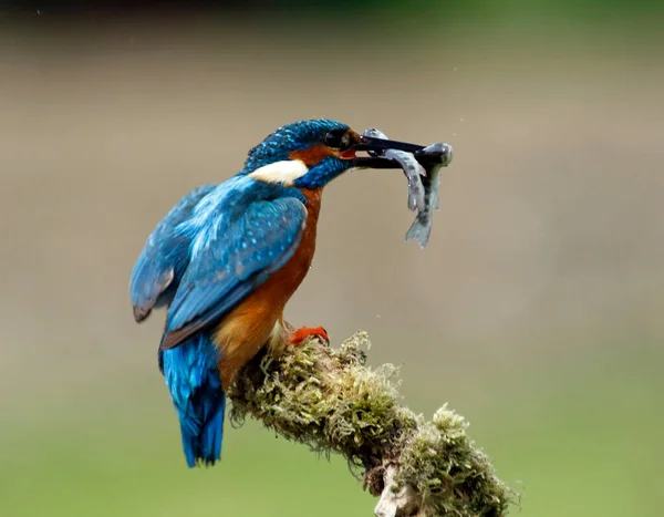 Férfi Közönséges Kingfisher Halászat Egy Mohás Sügér — Stock Fotó