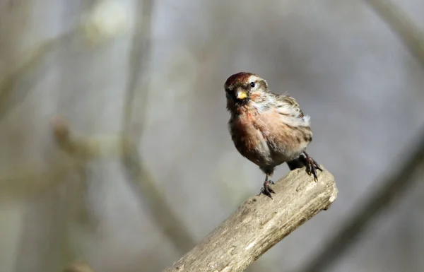 Redpoll Minore Nei Boschi — Foto Stock