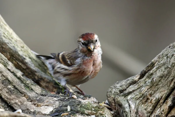 Petit Redpoll Dans Les Bois — Photo