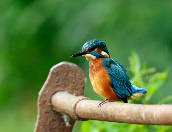 Juvenile Kungsfiskare Fiske Från Rostiga Räcken Vid Sjön — Stockfoto