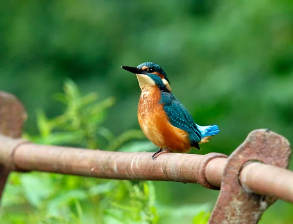 Juvenile Kingfisher Fishing Rusty Railings Lake — Stock Photo, Image