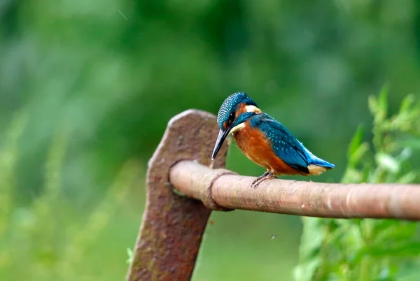 Juvenile Kingfisher Fishing Rusty Railings Lake — Stock Photo, Image